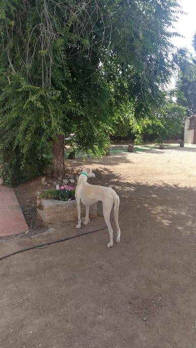 Apartment Marichu. Piscina, Bbq Y A 15 Min Puy Du Fou